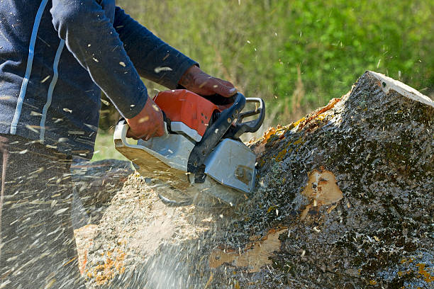 Lawn Grading and Leveling in Lake Los Angeles, CA