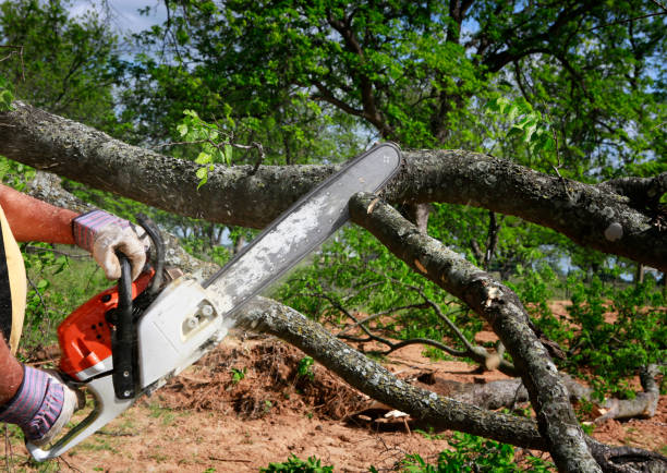 Why Choose Our Tree Removal Services in Lake Los Angeles, CA?